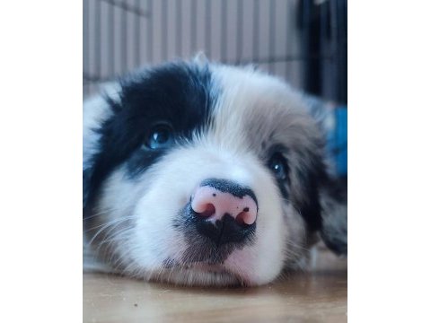 Sağlıklı safkan border collie yavru köpekler