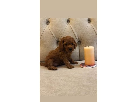 Güzel poodle kızımız