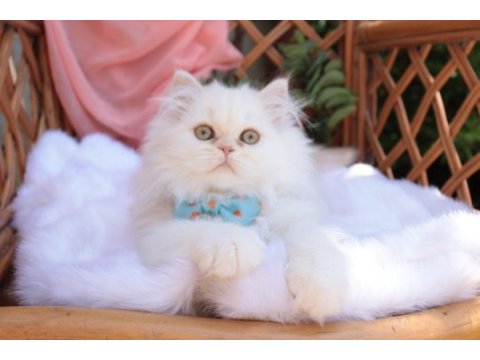 Krem rengi british longhair erkek yavru