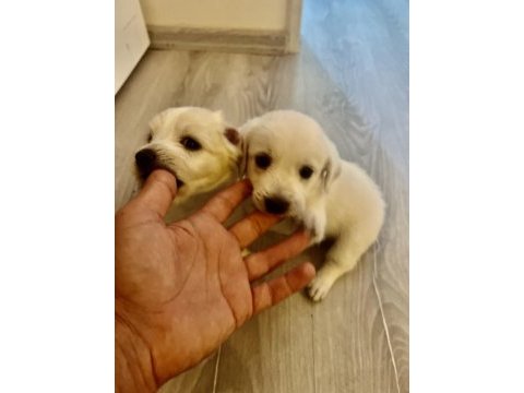Beyaz meleklerim terrier maltese