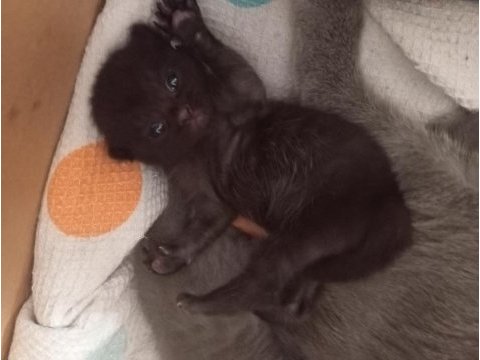 Scottish fold ve british shorthair yavrular