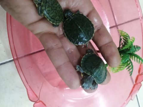 Su kaplumbağası bebek kırmızı yanak singapur