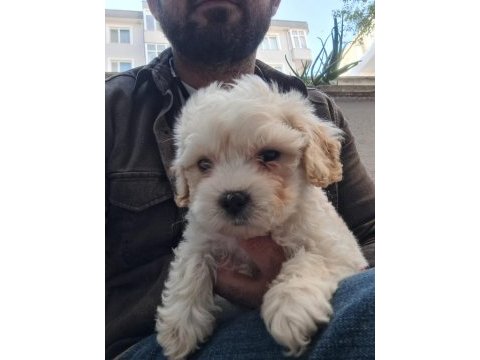 Maltipoo erkek