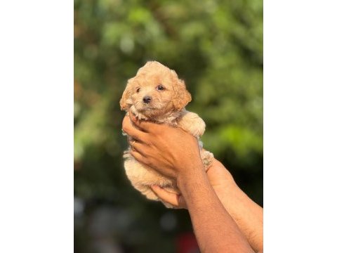 Aşılı çiş eğitimli maltipoo bebekler 