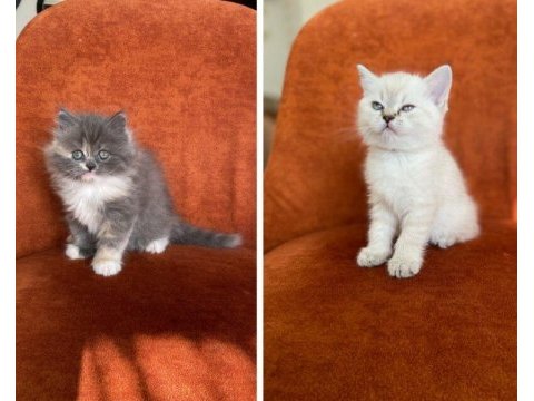 Brıtısh longhair ve shorthaır güzellikler