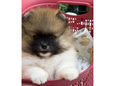 Pomeranian boo garantili
