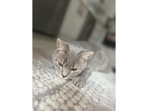 8 aylık british shorthair