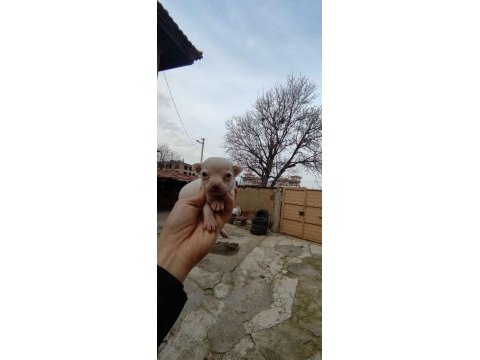 Tea cup chihuahua