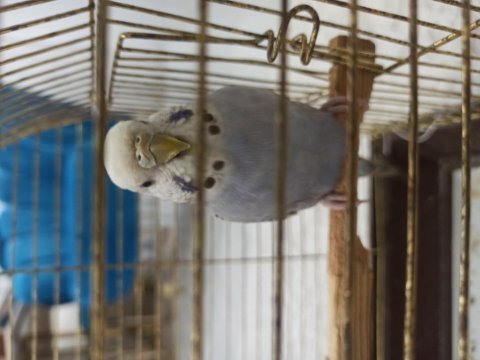 Tecrübeli kızgın dişi muhabbet kuşu