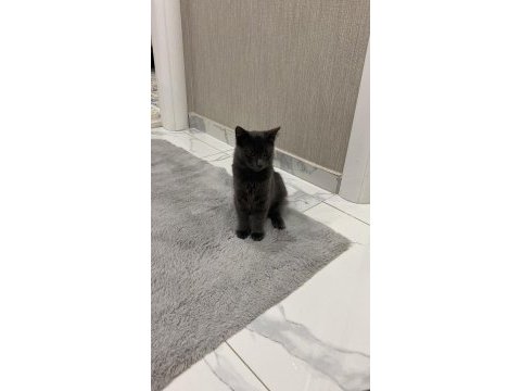 6 aylık russian blue oğluşum acil sahiplendirilecektir