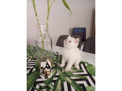 Konuşan kedi