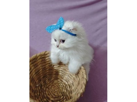 British longhair beyaz 2 aylık