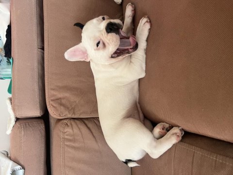 French bulldog yavrusu
