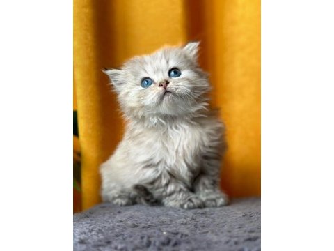 British longhair erkek