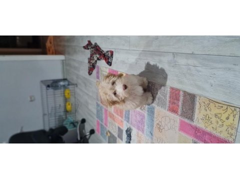 1 buçuk yaşında erkek maltipoo