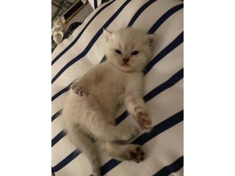 Kaliteli scottish fold yavrular