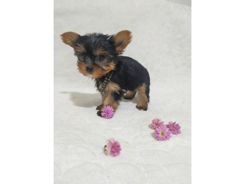 Mini boy teacup yorkshire terrier yavrular