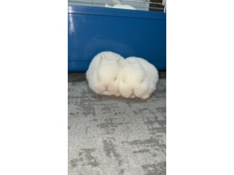 Hermelin hollanda cüce tavşan