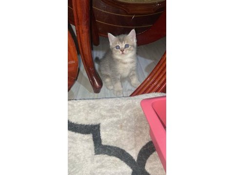 Scottish fold ve scottish straight bebekler