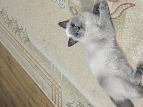 Blue point dişi british shorthair yeni ailesini arıyor