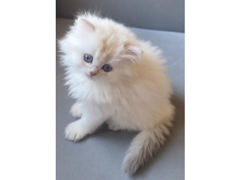 British longhair gökyüzünün en güzel tonu bu gözlerde