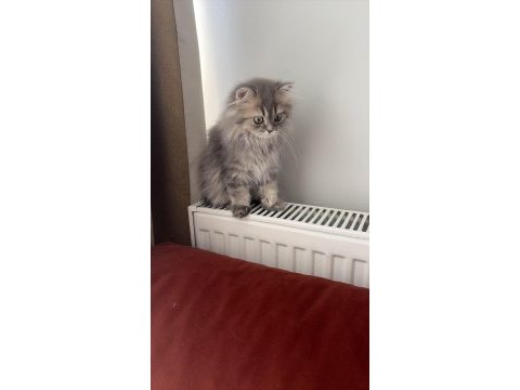 British longhair yavrularımız yuvalarını arıyor