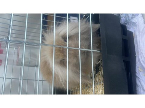 Hollanda lop tavşanı 3 aylık