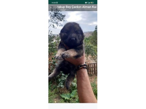 Alman kurdu yavru köpekler