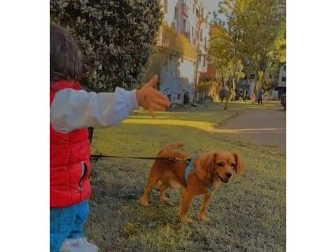 Ücretsiz sahiplendirmek istanbul içi cavalier king charles
