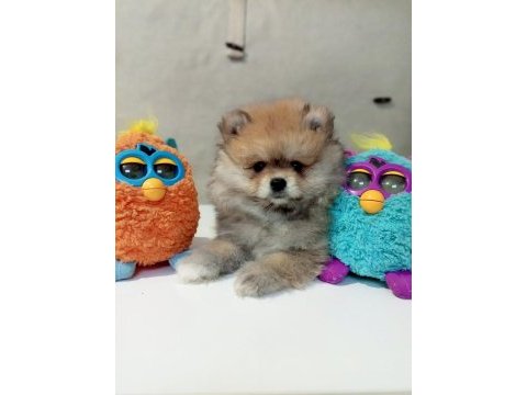 A kalite pomeranian yavrular