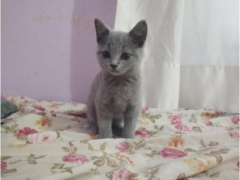 Orjinal british shorthair