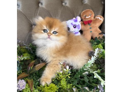 Yüksek kalite british longhair