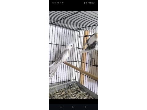 Çok sağlıklı bilezikli genç takım sultan papağanı