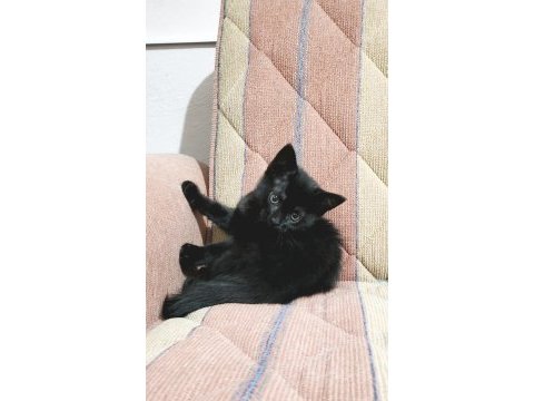 Siyah inci british shorthair