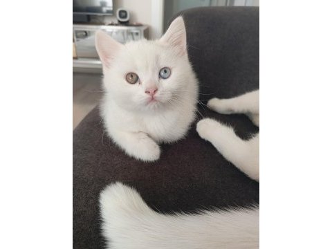 British shorthair 3 aylık