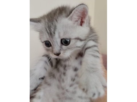 Muhteşem yavrular british shorthair
