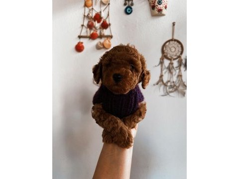 Red brown toy poodle yavrum