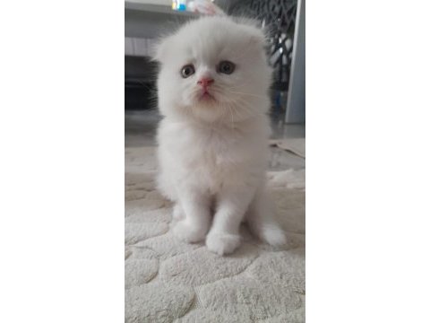 Scottish fold yavrumuz