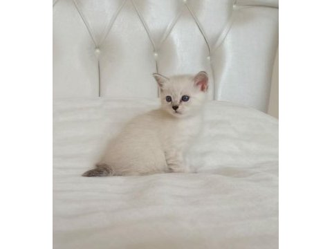 Erkek british shorthair