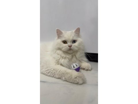 British longhair old eyes