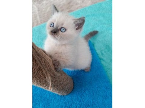 Yeni yuvasına hazır british shorthair yavrumuz