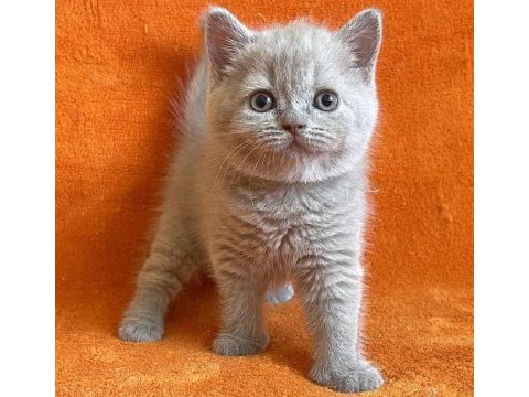 British shorthair dişi