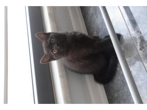 Koyu kahverengi british shorthair