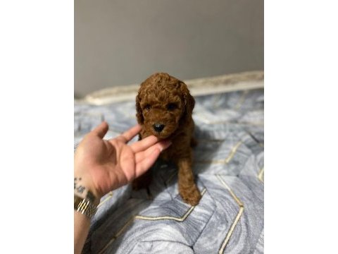 Red toy poodle yavrular