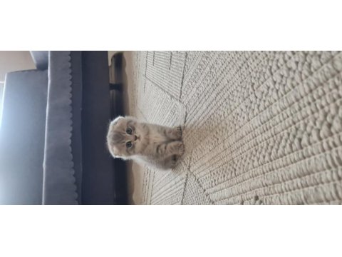 2 aylık dişi kedimiz sahiplendirme