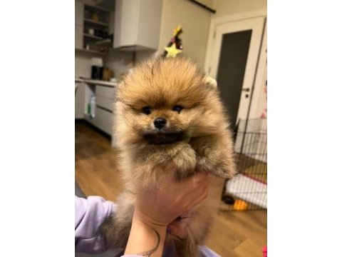 Yurt dışı kalite pomeranian boo erkek yavrum