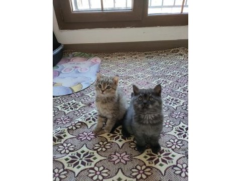 British shorthair kediler