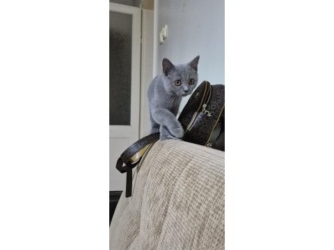 3 aylık dişi british short hair