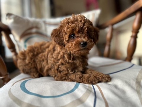 Aileden orjinal toy poodle bebeklerim