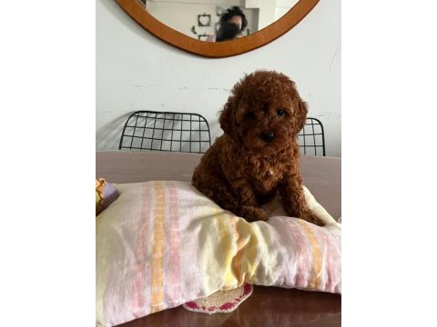 Kore kan toy poodle